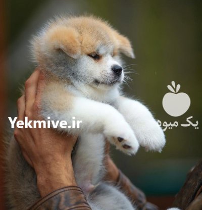 خرید و فروش سگ اکیتا در طالقان  در گروه سگ و گربه در یکمیوه -عکس2