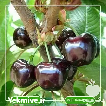 فروش خرید نهال گیلاس تکدانه مشهد در تهران در گروه خرید و فروش نهال میوه در یکمیوه -عکس1