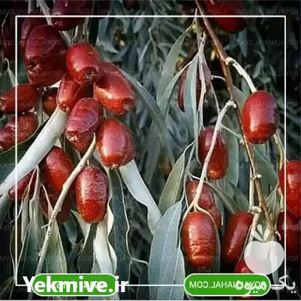 فروش خرید نهال سنجد محلی در گروه خرید و فروش نهال در یکمیوه -عکس1