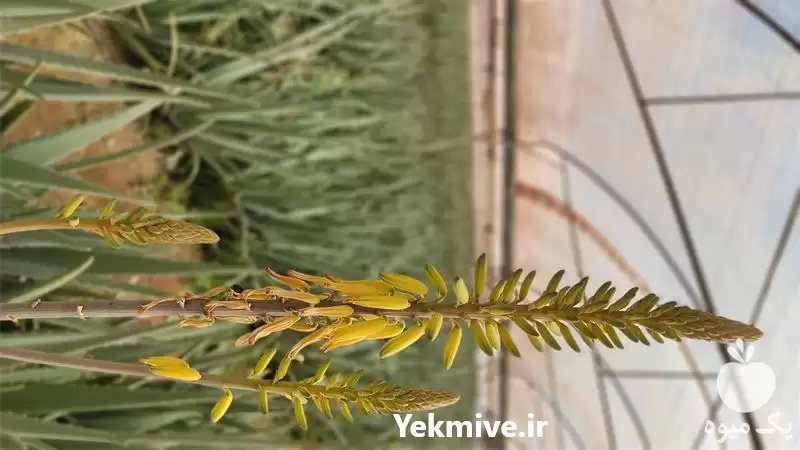 آلوورا فروش آلوورا در گروه خرید و فروش گیاهان دارویی در یکمیوه -عکس1