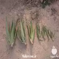 فروش برگ و پاجوش آلوئه ورا در خرم‌ آباد در گروه خرید و فروش پاجوش گل و گیاه در یکمیوه