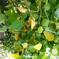 قیمت خرید میوه فیسالیس در تبریز در گروه خرید و فروش میوه استوایی در یکمیوه