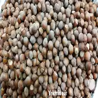 قیمت خرید فندق خوب و درشت در ساری در گروه خرید و فروش فندق در یکمیوه