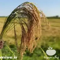 فروش برنج هاشمی فوق اعلا مستقیم در تهران در گروه خرید و فروش برنج در یکمیوه