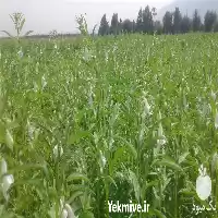 قیمت خرید کنجد و ماش در شیراز در گروه خرید و فروش دانه های روغنی در یکمیوه