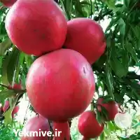 انار قرمز شیرین صادراتی و در ارومیه در گروه خرید و فروش انار در یکمیوه
