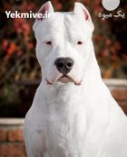 خرید و فروش سگ داگو ارزانتینو در گروه سگ و گربه در یکمیوه