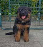 خرید و فروش سگ زرمن شپرد در تنکمان در گروه سگ و گربه در یکمیوه