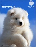 خرید و فروش سگ سامویید در آسارا در گروه سگ و گربه در یکمیوه