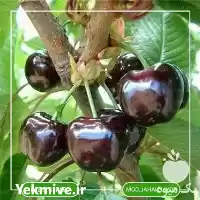 فروش خرید نهال گیلاس تکدانه مشهد در تهران در گروه خرید و فروش نهال میوه در یکمیوه