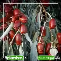 فروش خرید نهال سنجد محلی در گروه خرید و فروش نهال در یکمیوه