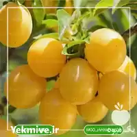 فروش خرید نهال آلو قطره طلا در تهران در گروه خرید و فروش نهال در یکمیوه