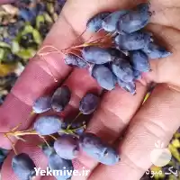 قیمت خرید زرشک کوهی پاک کرده در گروه خرید و فروش زرشک در یکمیوه