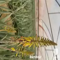 آلوورا فروش آلوورا در گروه خرید و فروش گیاهان دارویی در یکمیوه