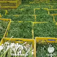 فروش انواع سبزیجات تازه در گروه خرید و فروش انواع سبزی ها در یکمیوه