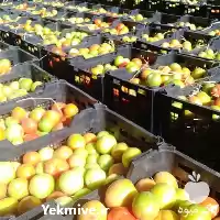 گوجه فروش گوجه در شیراز در گروه خرید و فروش گوجه فرنگی در یکمیوه