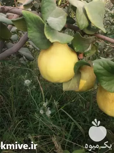 فروش عمده به از یک تن در گروه خرید و فروش میوه به در یکمیوه -عکس1