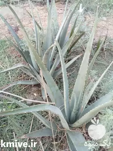 آلوورا فروش آلوورا در شیراز در گروه خرید و فروش گیاهان دارویی در یکمیوه -عکس1