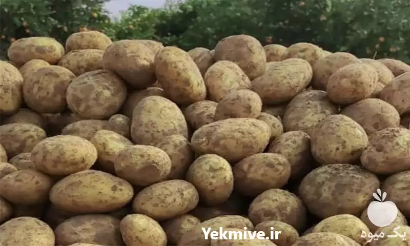 قیمت خرید انواع سیب زمینی در اردبیل در گروه خرید و فروش سیب زمینی در یکمیوه -عکس1