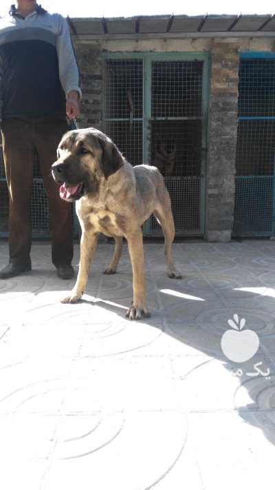 مرکز خرید و فروش سگ عراقی در کرج در گروه سگ و گربه در یکمیوه -عکس1