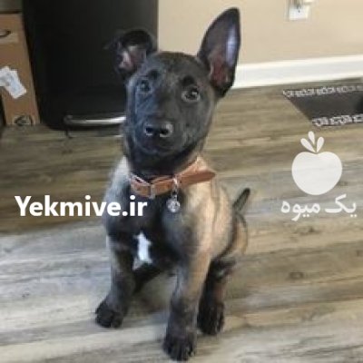 مرکز خرید و فروش سگ مالینویز در کوهسار در گروه سگ و گربه در یکمیوه -عکس1