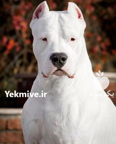 مرکز خرید و فروش سگ داگو در طالقان  در گروه سگ و گربه در یکمیوه -عکس1