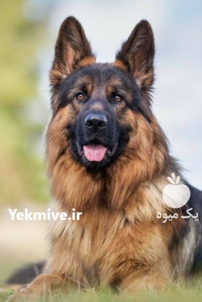 مرکز خرید فروش سگ ژرمن شپرد در محمدشهر در گروه سگ و گربه در یکمیوه -عکس1