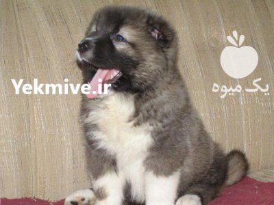 مرکز خرید و فروش سگ قفقازی در محمدشهر در گروه سگ و گربه در یکمیوه -عکس1
