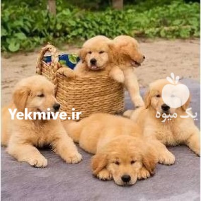 مرکز خرید و فروش سگ گلدن در شهرجدید هشتگرد در گروه سگ و گربه در یکمیوه -عکس1