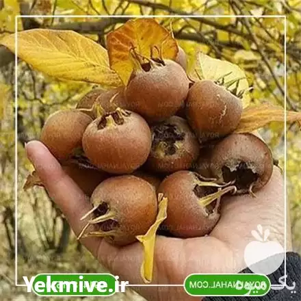 فروش خرید نهال ازگیل در تهران در گروه خرید و فروش نهال در یکمیوه -عکس1