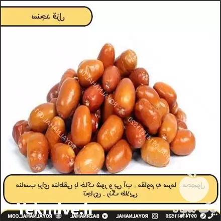 فروش خرید نهال سنجد قزل ضمانتی در تهران در گروه خرید و فروش نهال در یکمیوه -عکس1