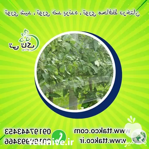 فروش توری ضد پرنده مزارع انگور در مشهد در گروه خرید و فروش توری گلخانه در یکمیوه -عکس1