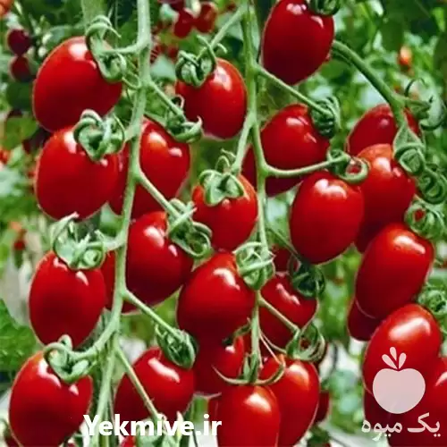 خرید و فروش گوجه گیلاسی در کرمان  در گروه خرید و فروش گوجه فرنگی در یکمیوه -عکس1