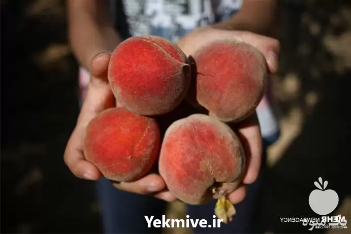 فروش پخش عمده مرکبات درجه یک در تهران در گروه خرید و فروش گریپ فروت در یکمیوه -عکس1