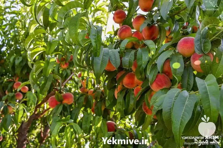 خرید و قیمت هلو در ساری در گروه خرید و فروش هلو در یکمیوه -عکس1