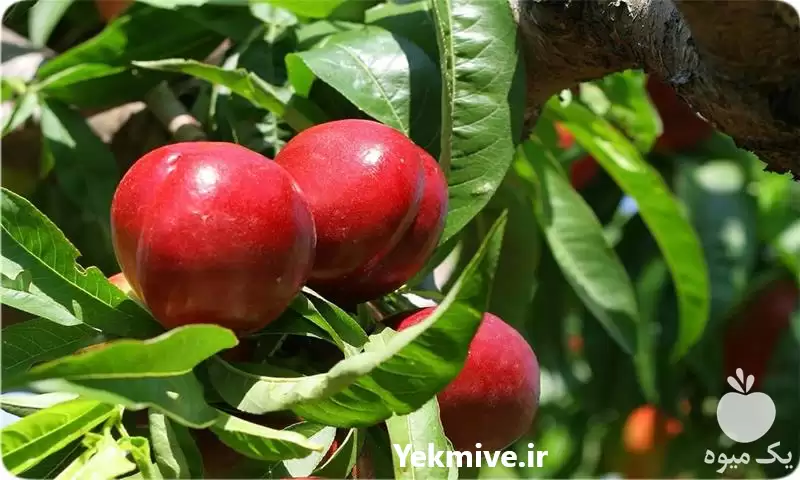 فروش خرید شلیل درجه یک در گرگان در گروه خرید و فروش شلیل در یکمیوه -عکس1