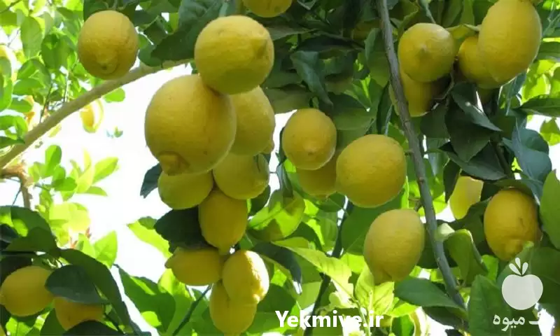 فروش لیموی شیرین در ساری در گروه خرید و فروش لیمو شیرین در یکمیوه -عکس1