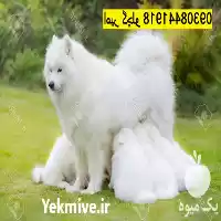 خرید فروش سگ سامویید اصیل در مهر در گروه سگ و گربه در یکمیوه