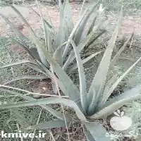 آلوورا فروش آلوورا در شیراز در گروه خرید و فروش گیاهان دارویی در یکمیوه