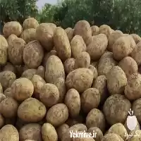 قیمت خرید انواع سیب زمینی در اردبیل در گروه خرید و فروش سیب زمینی در یکمیوه