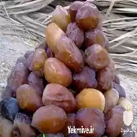 خرید و فروش خرما زاهدی در تهران در گروه خرید و فروش خرما در یکمیوه