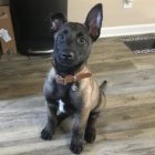 مرکز خرید و فروش سگ مالینویز در کوهسار در گروه سگ و گربه در یکمیوه