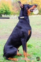 مرکز خرید و فروش سگ دوبرمن در چهارباغ در گروه سگ و گربه در یکمیوه