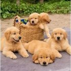 مرکز خرید و فروش سگ گلدن در شهرجدید هشتگرد در گروه سگ و گربه در یکمیوه