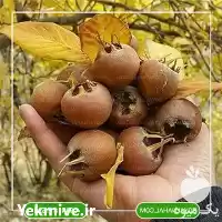 فروش خرید نهال ازگیل در تهران در گروه خرید و فروش نهال در یکمیوه