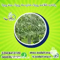 فروش توری ضد پرنده مزارع انگور در مشهد در گروه خرید و فروش توری گلخانه در یکمیوه