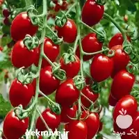 خرید و فروش گوجه گیلاسی در کرمان  در گروه خرید و فروش گوجه فرنگی در یکمیوه