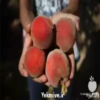 فروش پخش عمده مرکبات درجه یک در تهران در گروه خرید و فروش گریپ فروت در یکمیوه