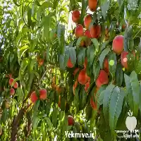 خرید و قیمت هلو در ساری در گروه خرید و فروش هلو در یکمیوه