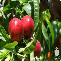 فروش خرید شلیل درجه یک در گرگان در گروه خرید و فروش شلیل در یکمیوه